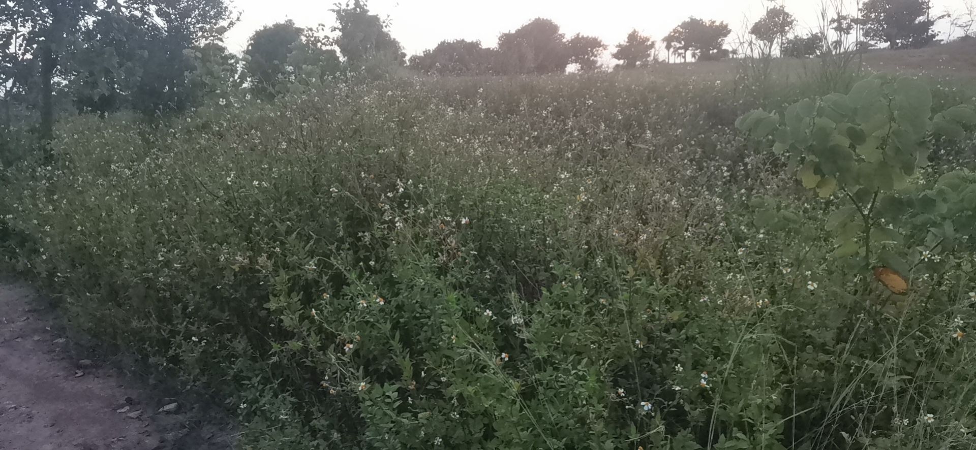 鬼针草