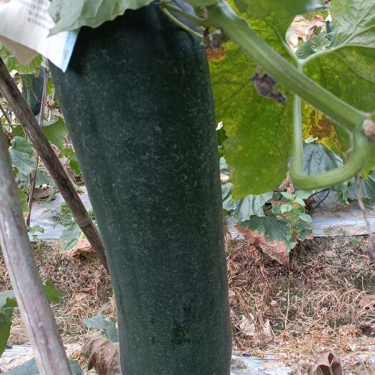 广州十二黑皮东瓜