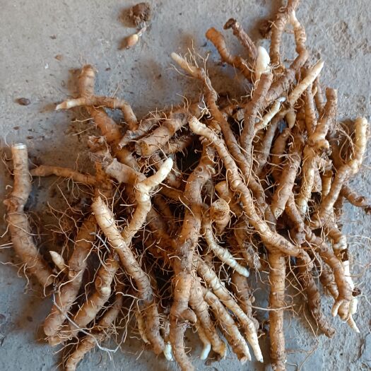 阳新县玉竹，高山玉竹，要吃就吃最好的，高山纯玉竹