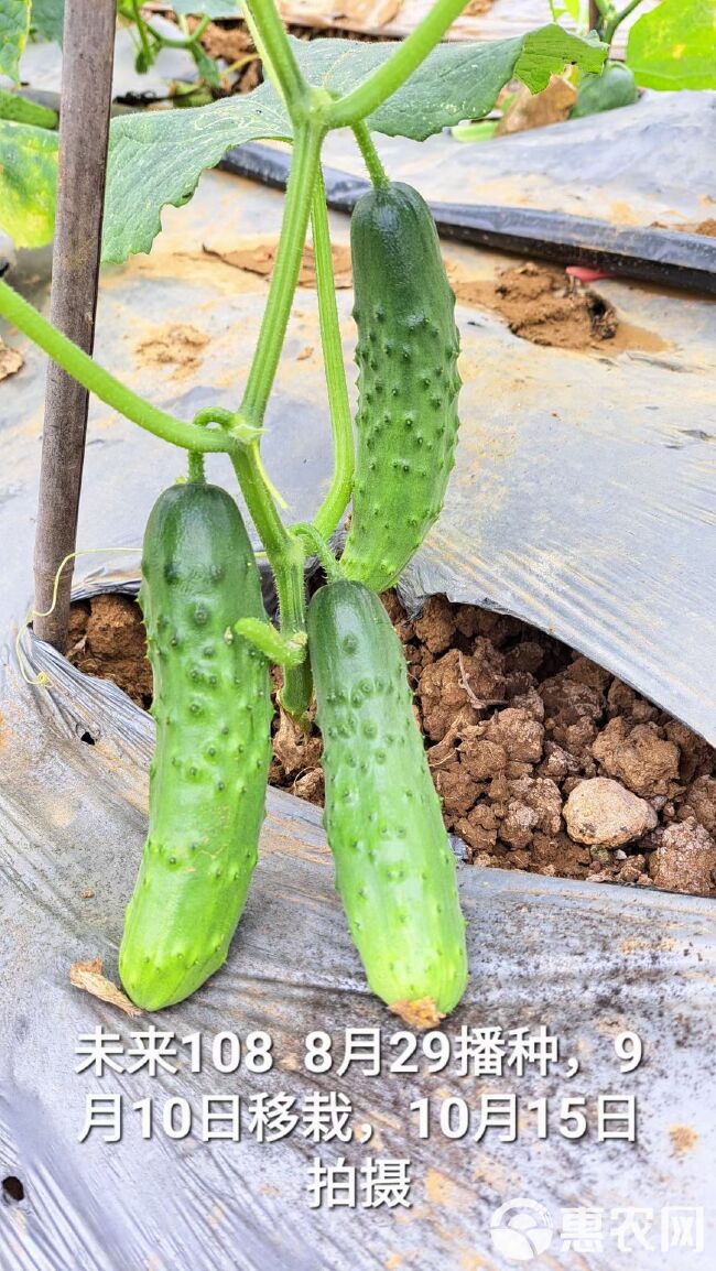 水果果瓜，抗病，耐高温（低温）耐弱光！口感佳，无花尾