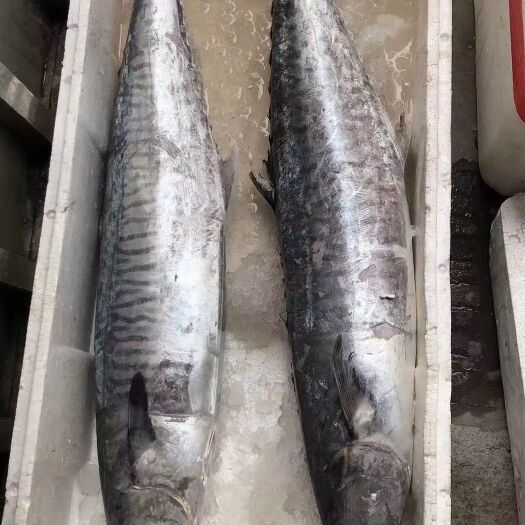 徐闻县自家渔船抓的马鲛鱼
