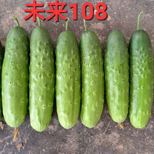 绵阳水果果瓜，抗病，耐高温（低温）耐弱光！口感佳，无花尾