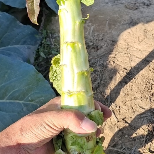 新沂市红叶莴笋