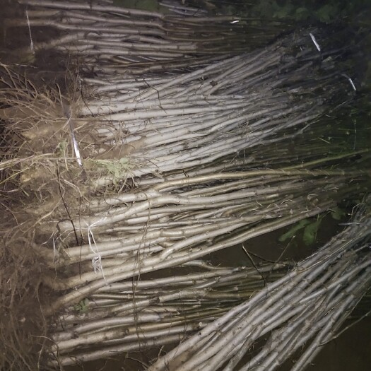 赞皇县核桃树苗