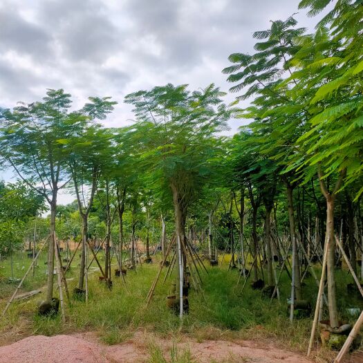 自家基地 骨架凤凰木 12-15公分（大量供应）