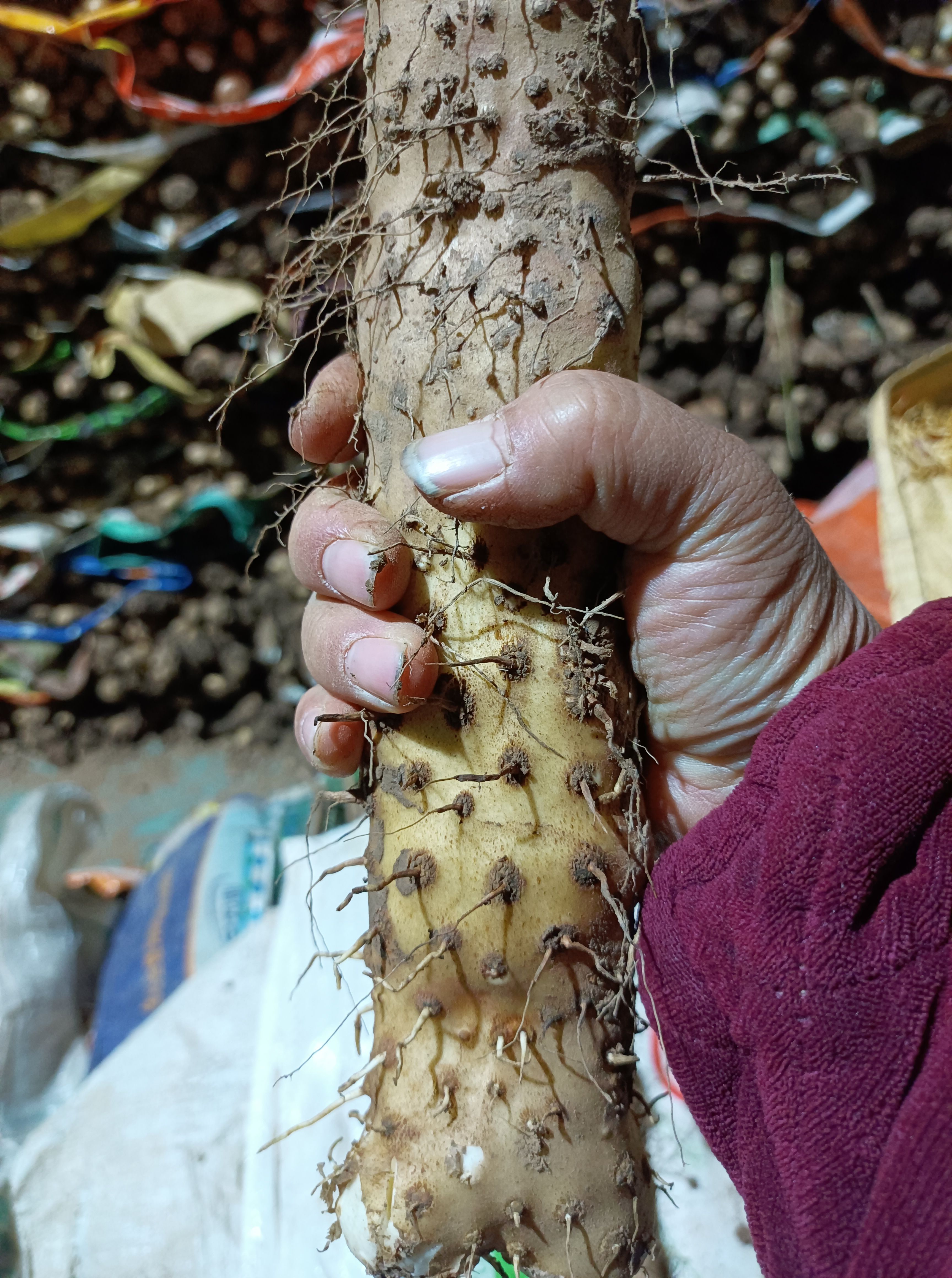 手挑粗壮温县垆土铁棍山药