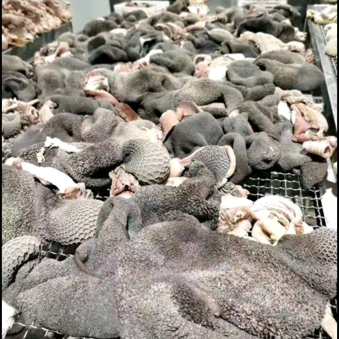 精品新鲜五香全熟羊肚，厂家批发，羊汤馆，火锅店佳品