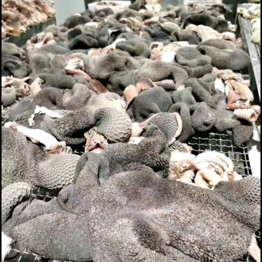 宁陵县精品新鲜五香全熟羊肚，厂家批发，羊汤馆，火锅店佳品
