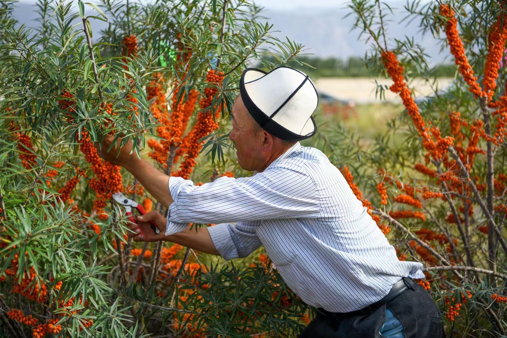 沙棘鲜果