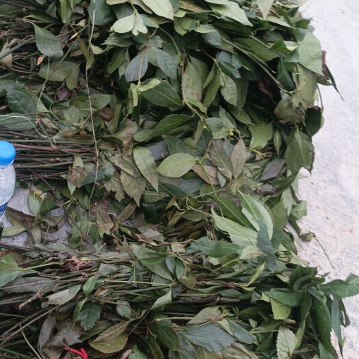 草珊瑚。。接骨茶。