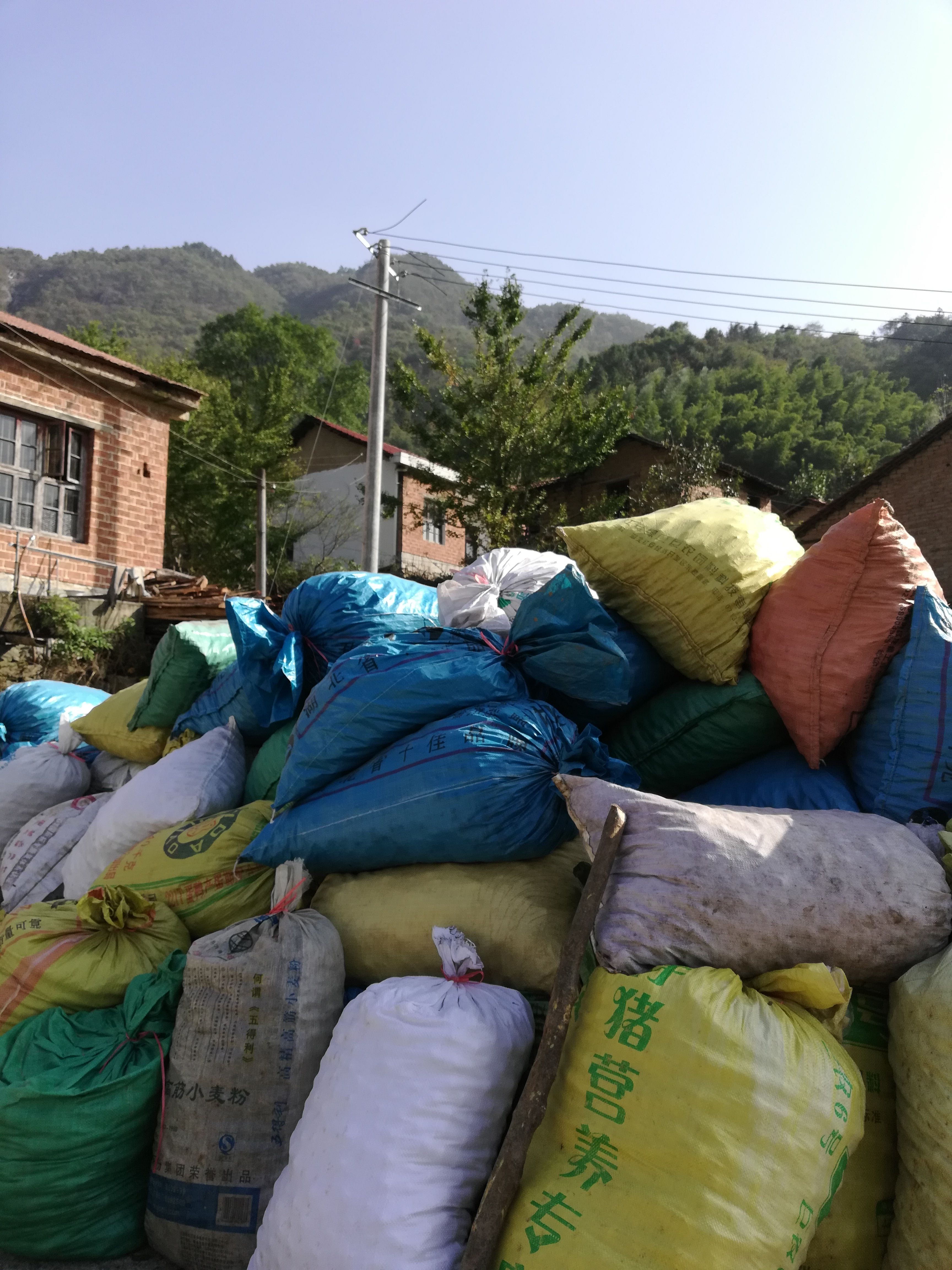 油茶果、高山野茶籽、小茶籽、2025新出的新鲜茶果。