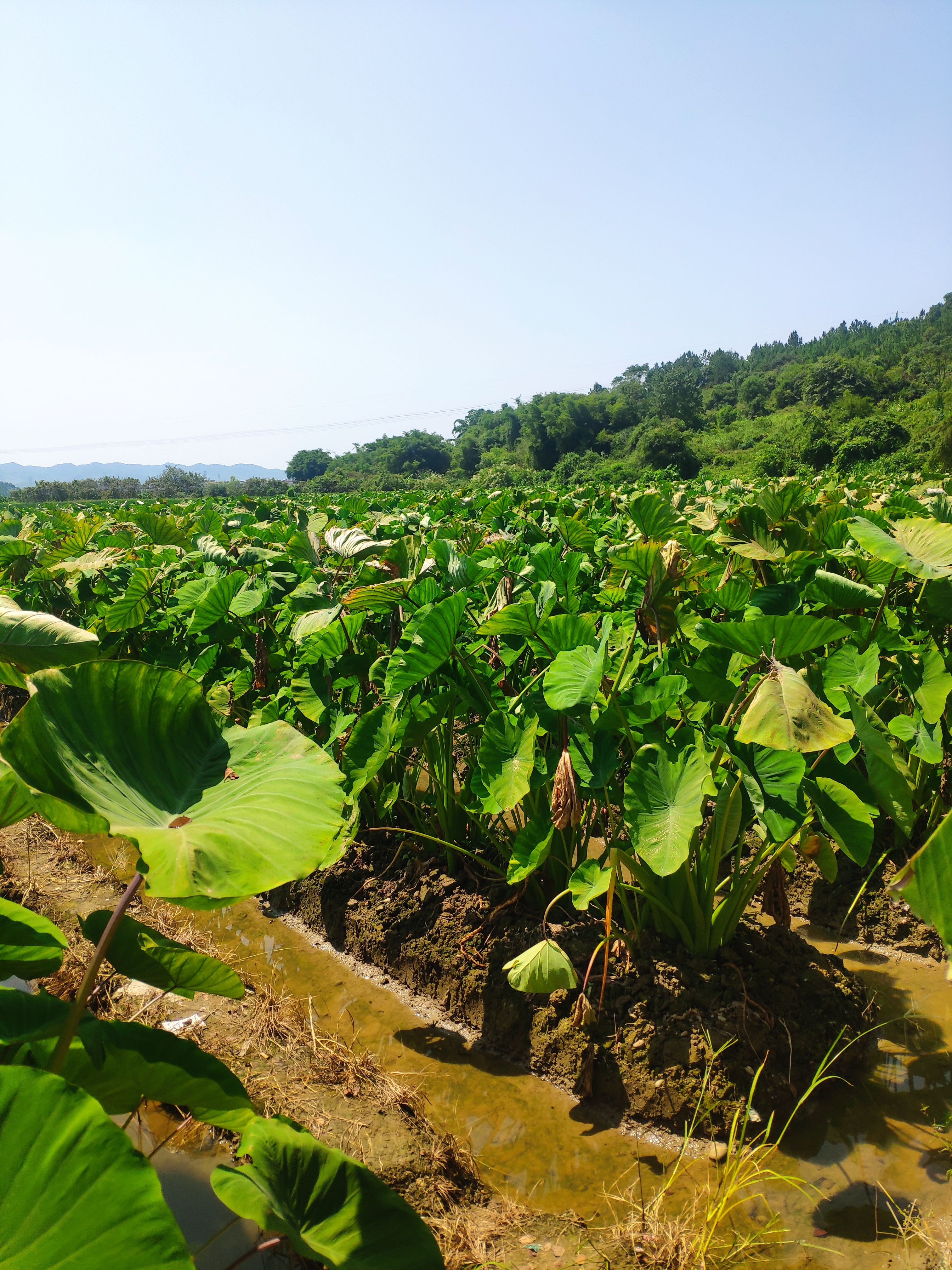 炮弹香芋，粉糯香甜