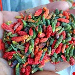 野生枸杞，山东沂蒙山脉，山中自然生长，晒干加烘干。