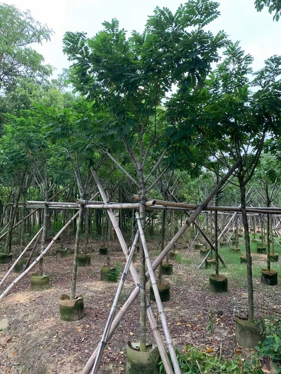 自家基地 黄花槐 4-8公分（大量低价出售）