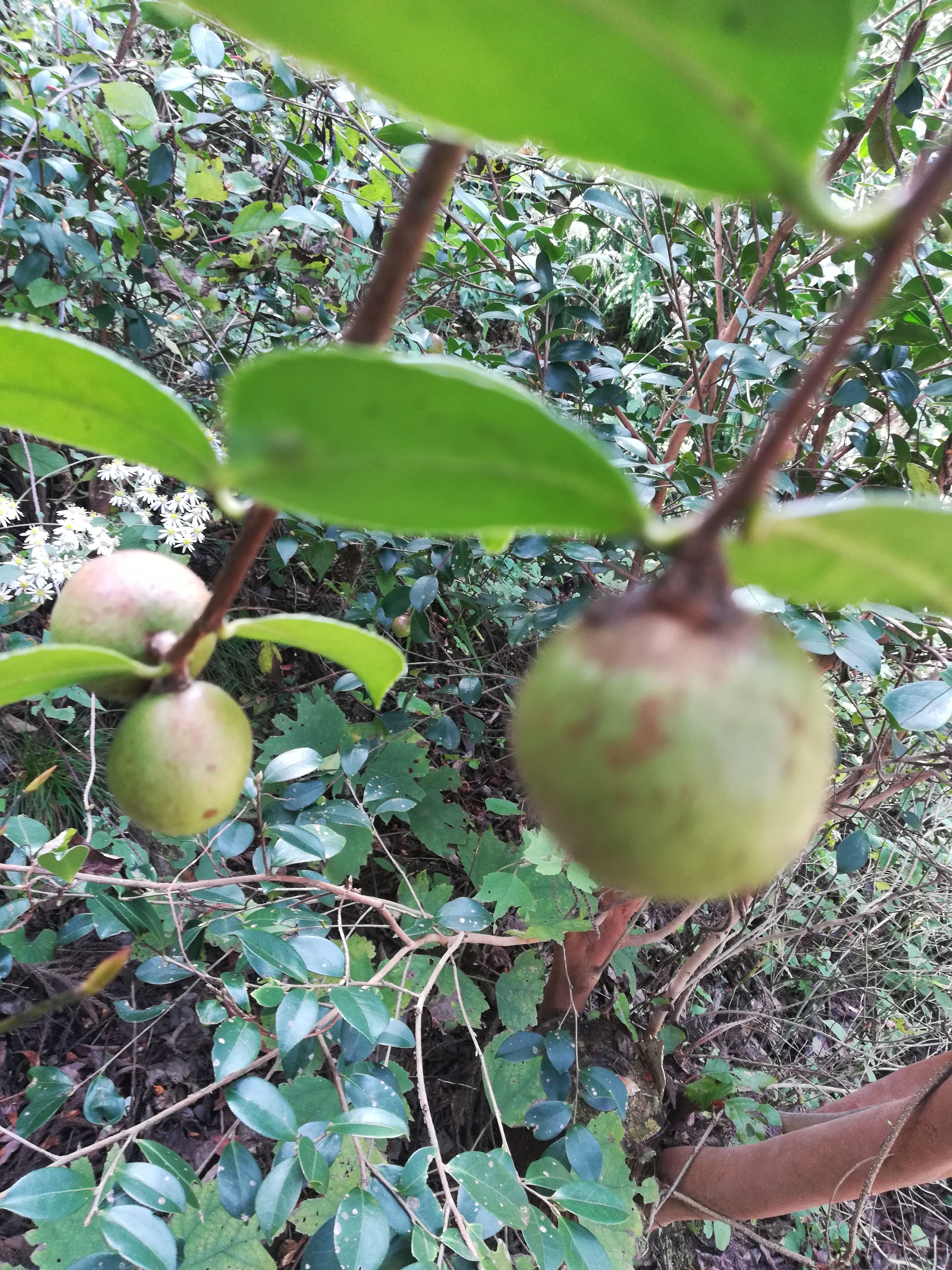油茶果、高山野茶籽、小茶籽、2025新出的新鲜茶果。