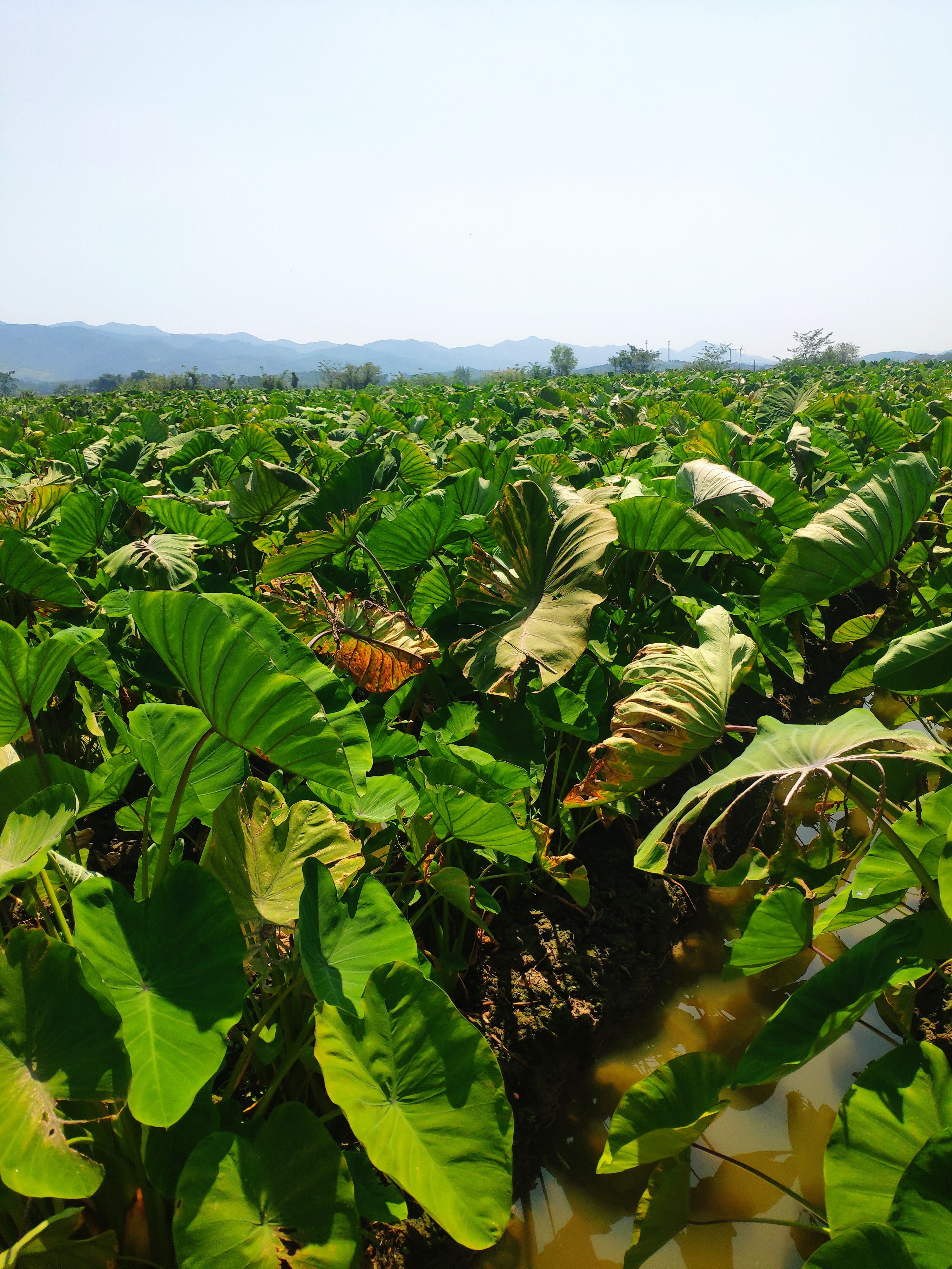 炮弹香芋，粉糯香甜
