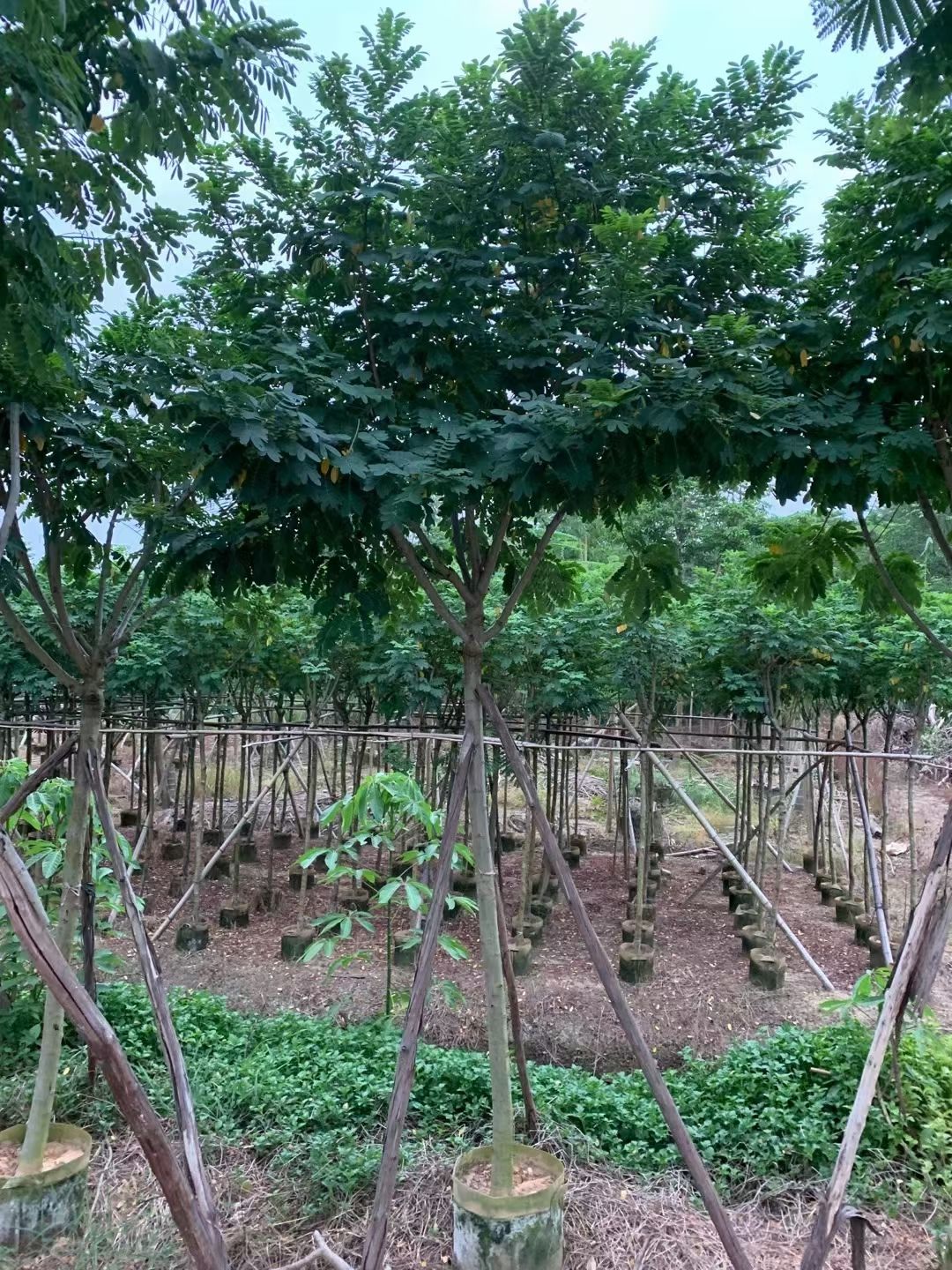 自家基地 黄花槐 4-8公分（大量低价出售）