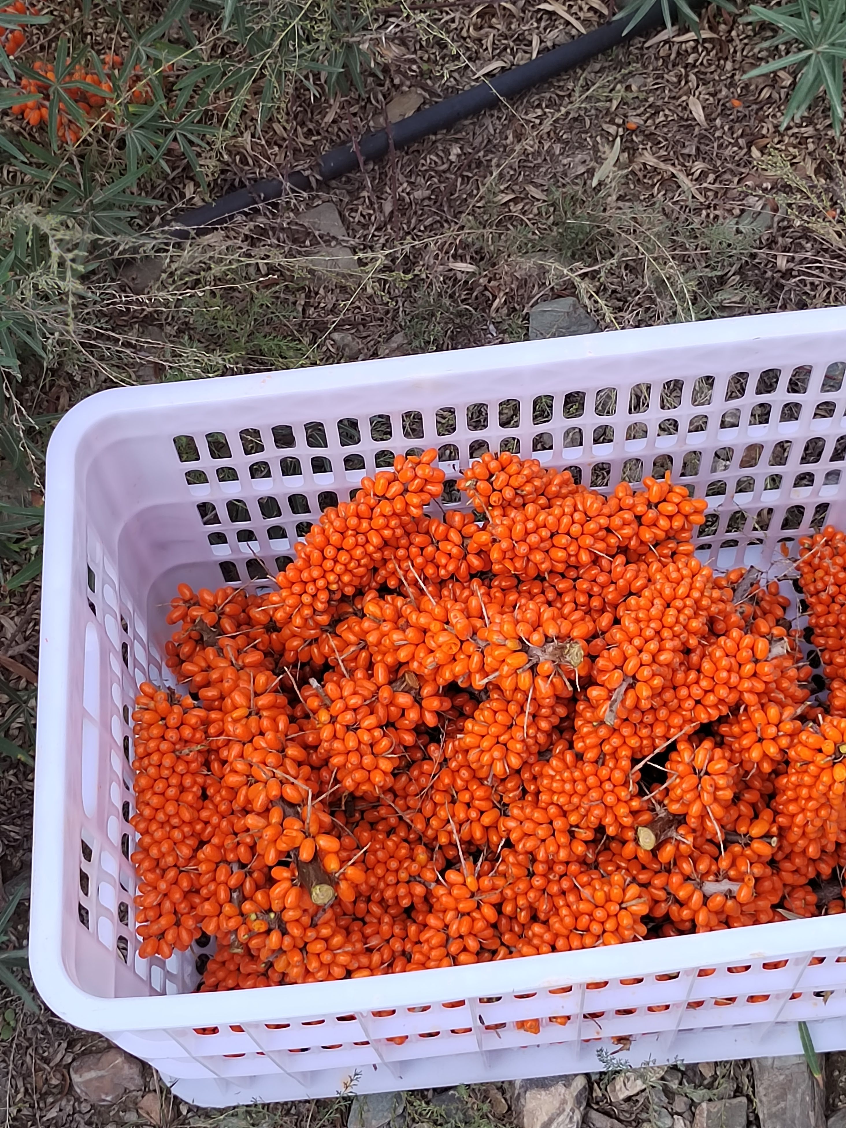 沙棘鲜果