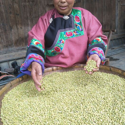 凤凰县青皮  黄豆
