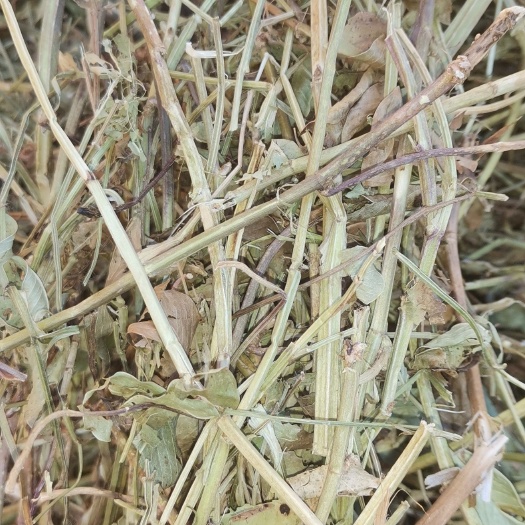 东海县花生秧