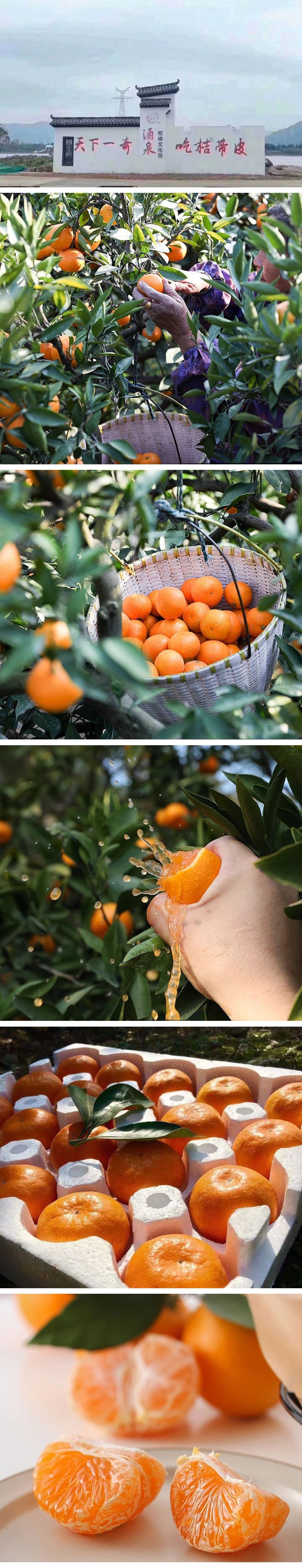 包邮～浙江临海涌泉蜜桔，无核宫川蜜橘 非沙糖桔子