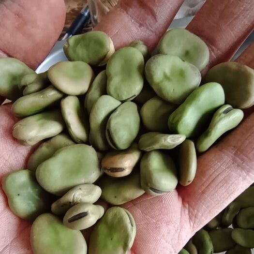 冷库青皮蚕豆，无虫卵食品豆