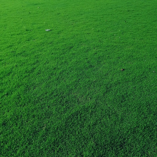 开平市马尼拉草皮
