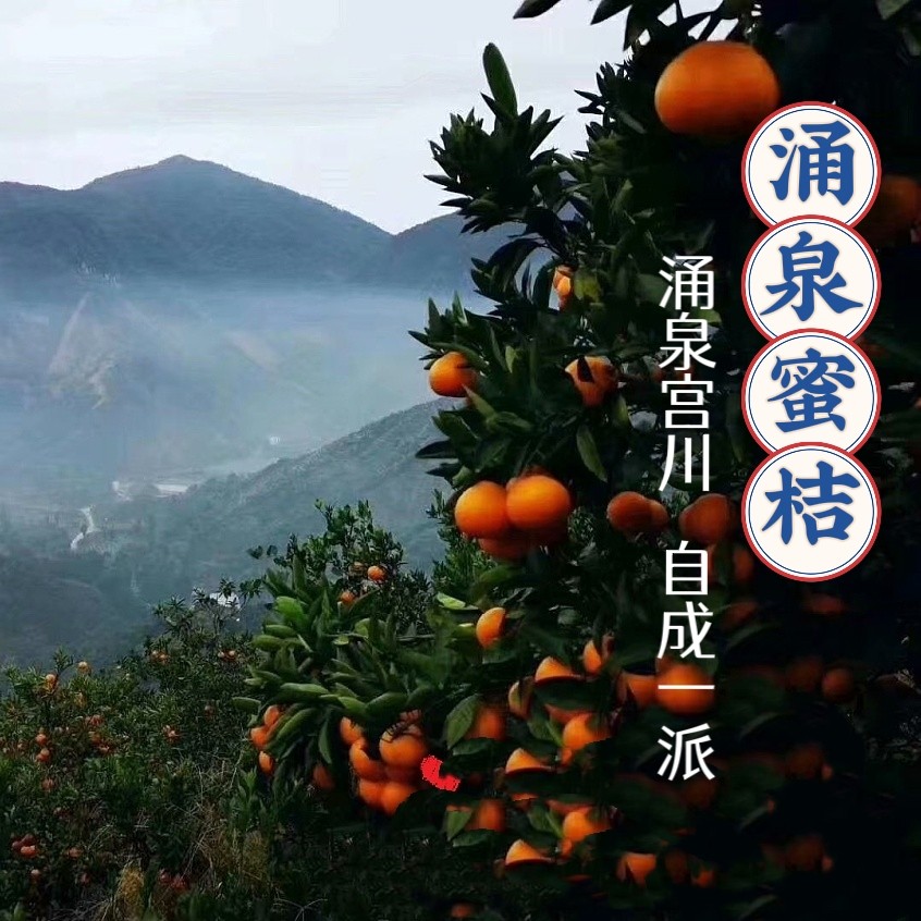 包邮～浙江临海涌泉蜜桔，无核宫川蜜橘 非沙糖桔子