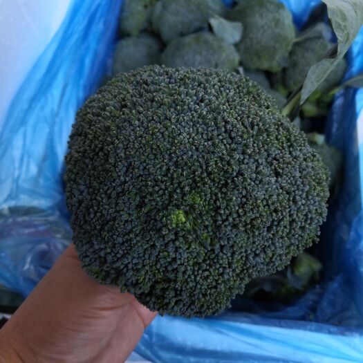 深圳精品西兰花 0.8-1.2斤耐寒优质西兰花 小米粒供港蔬菜
