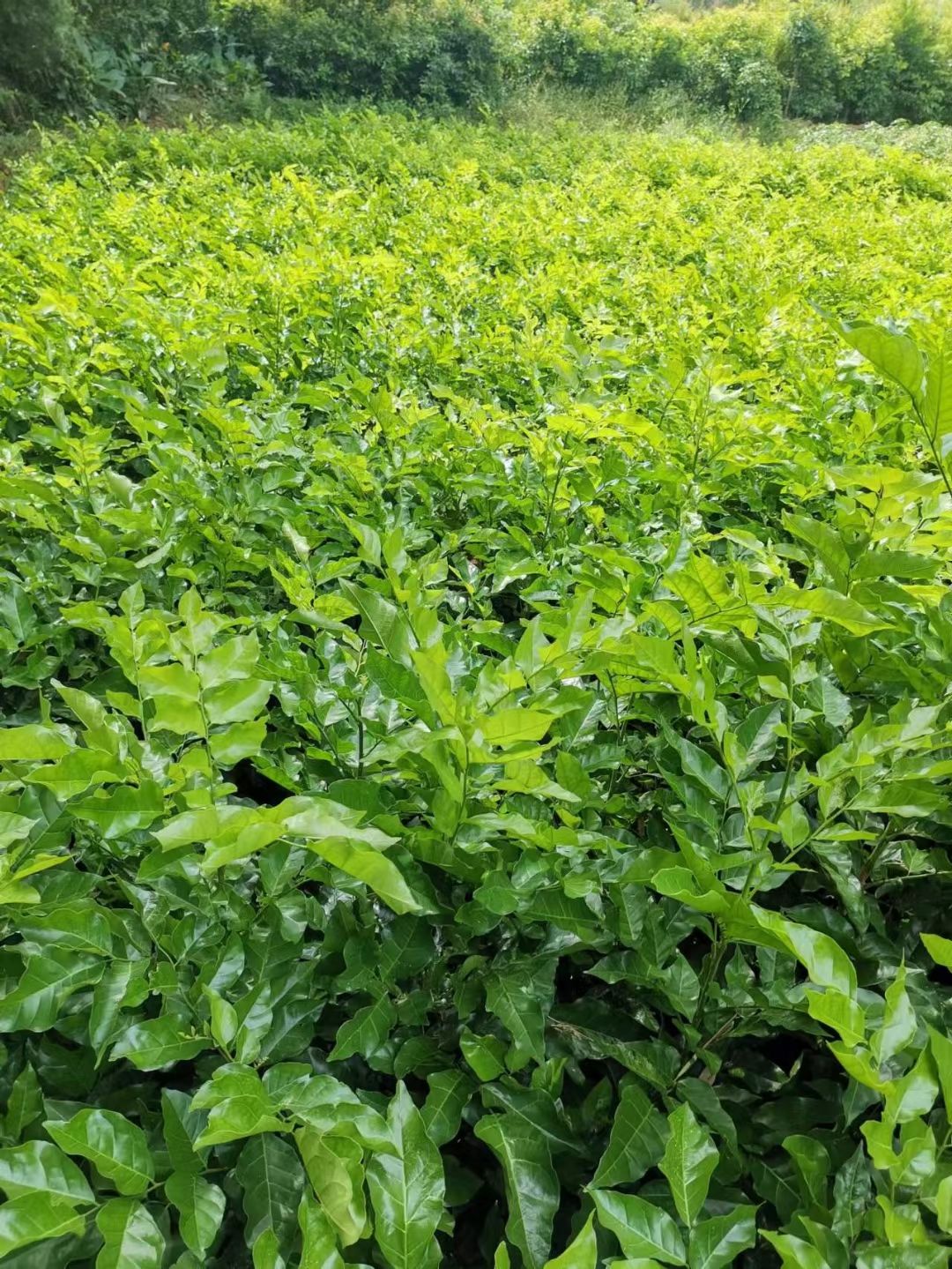 《产地直销》出售各种黄皮嫁接苗 当年种植 当年挂果 高产量