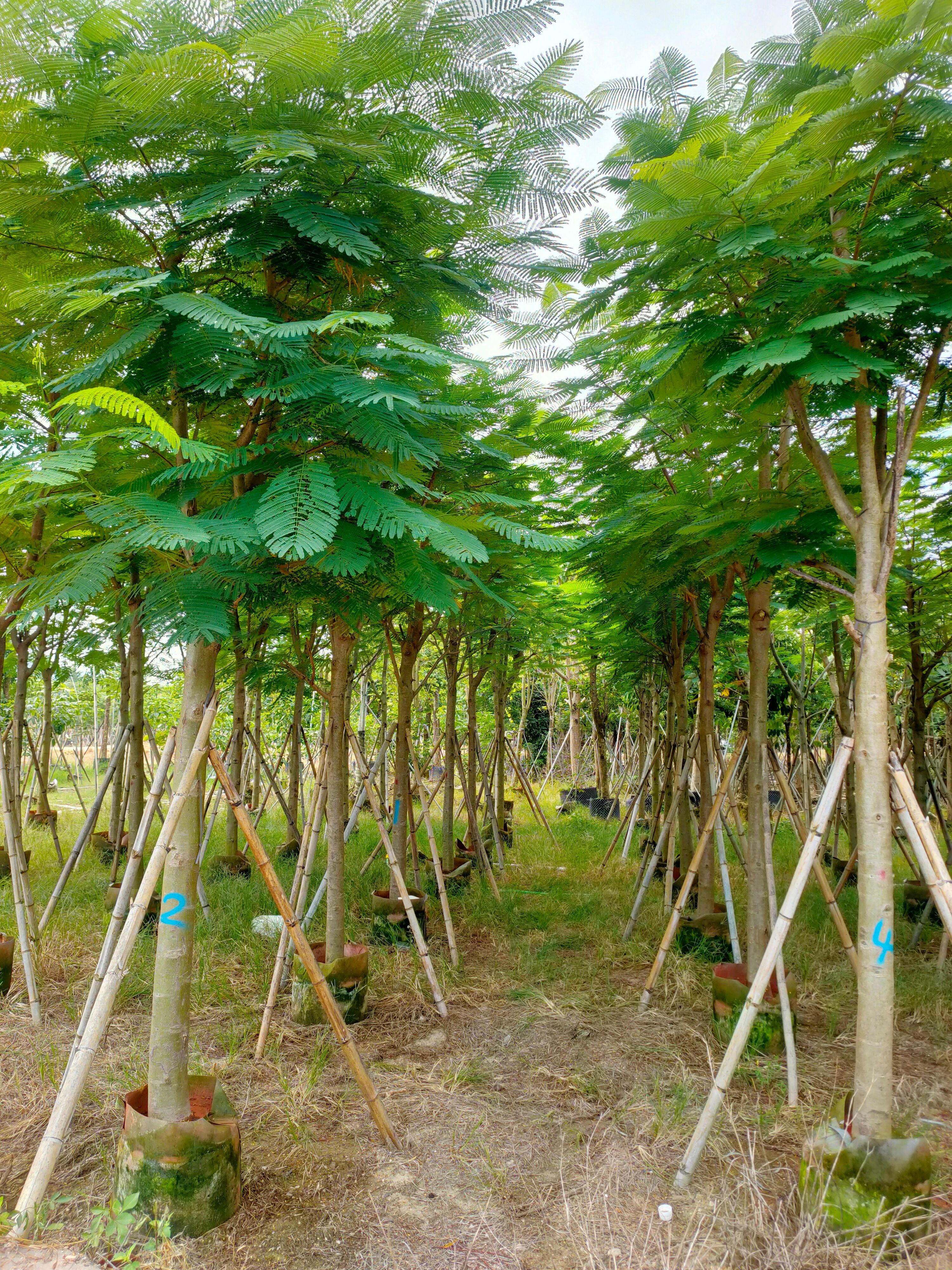 自家基地 骨架凤凰木 12-15公分（大量供应）