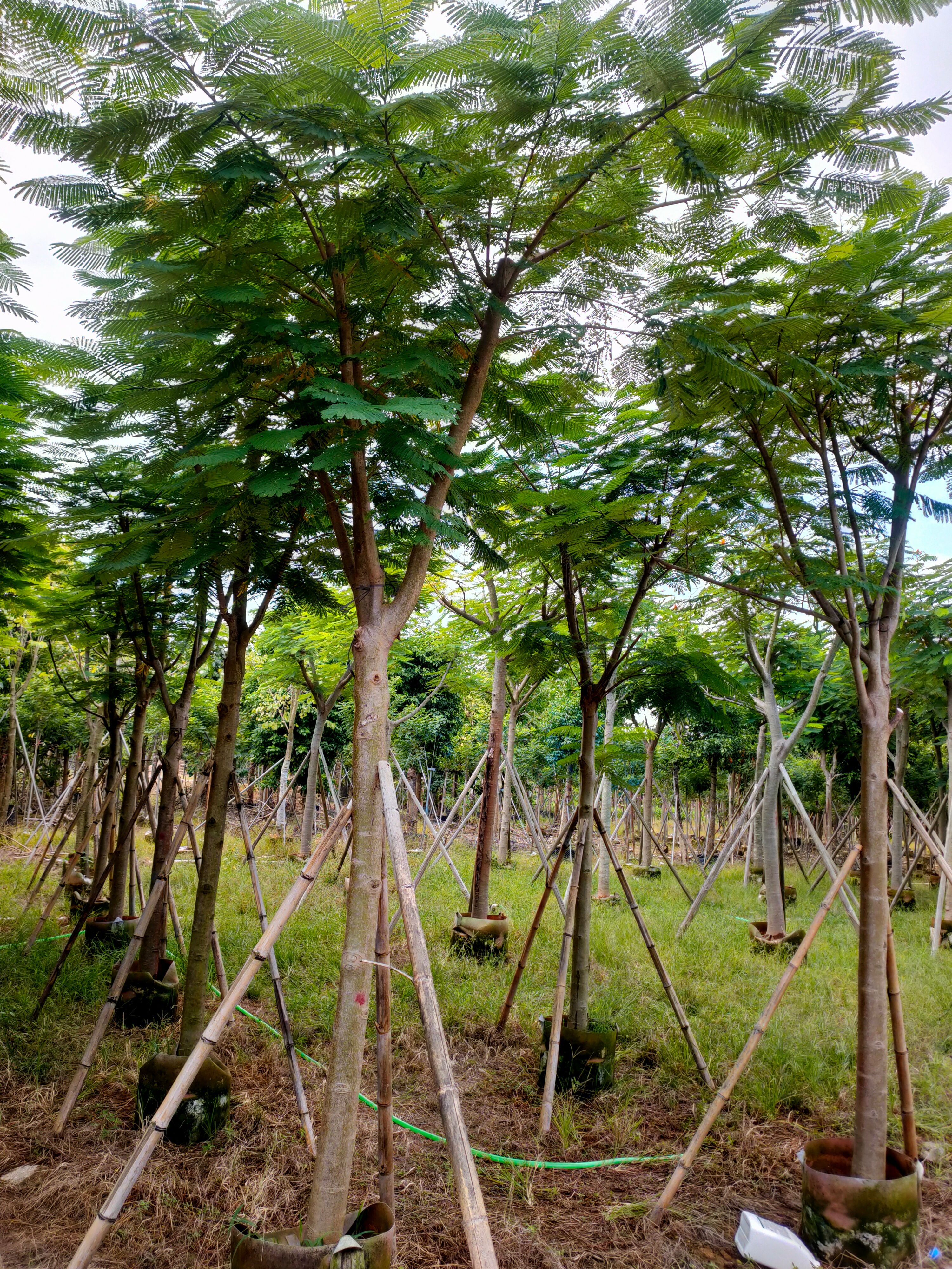 自家基地 骨架凤凰木 12-15公分（大量供应）