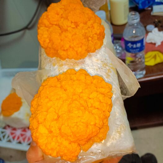 太康县金耳菌种