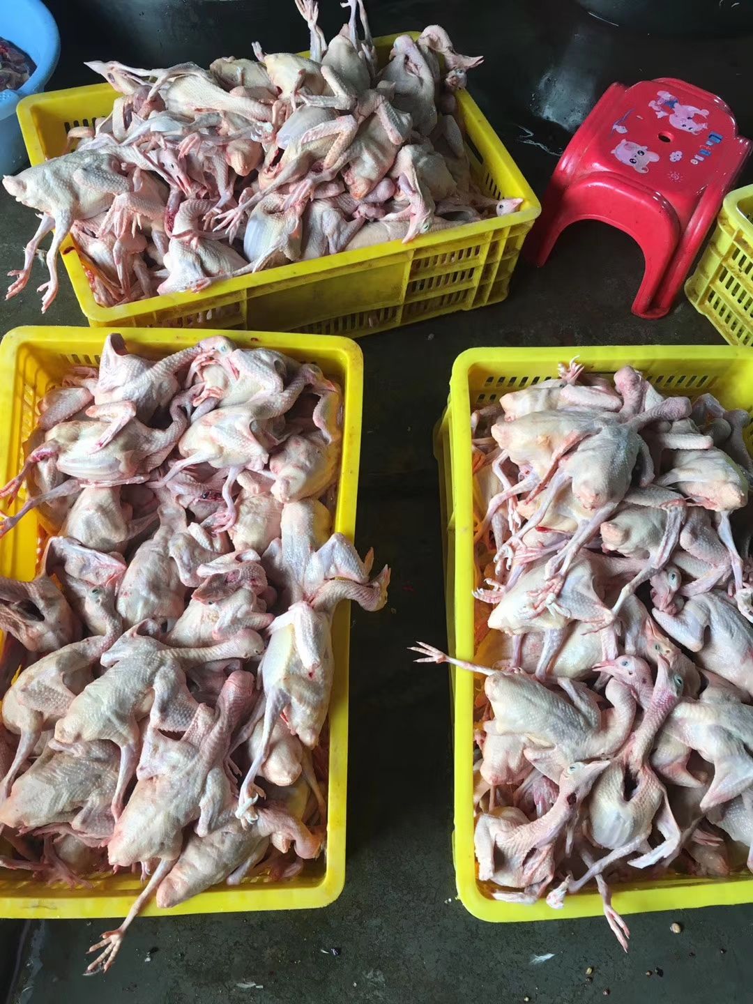 长期供应乳鸽中鸽老鸽新鲜专业净膛全国物流专线