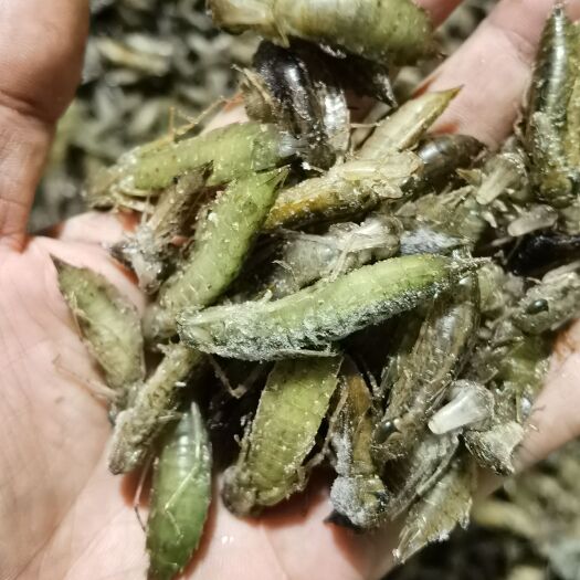 沧州水蜻蜓
