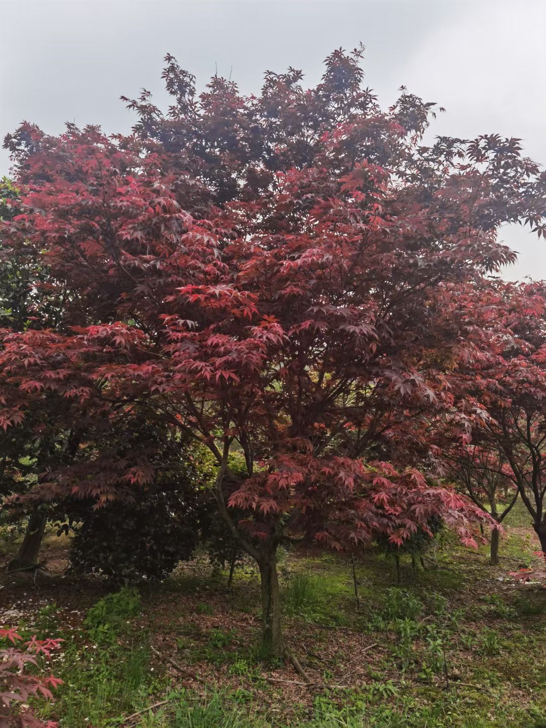 日本红枫8-12公分基地直销