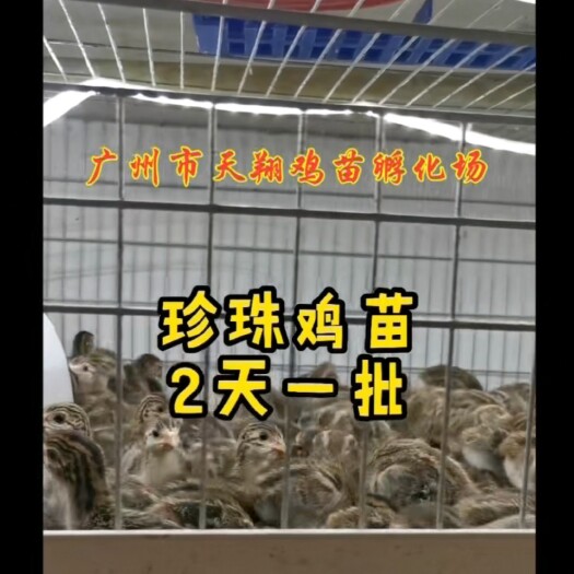 广州珍珠鸡苗 一千只起发 广州发货