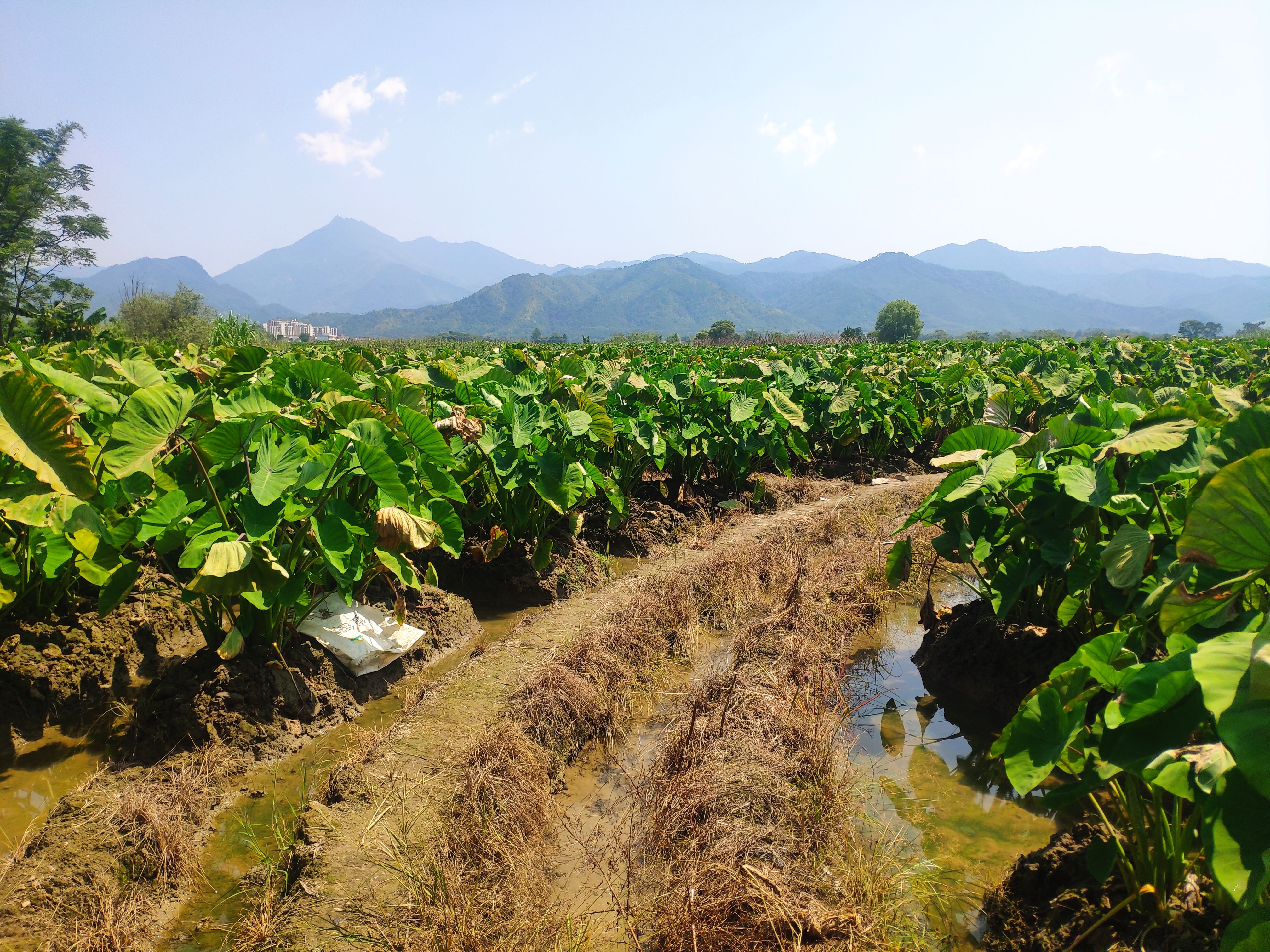炮弹香芋，粉糯香甜