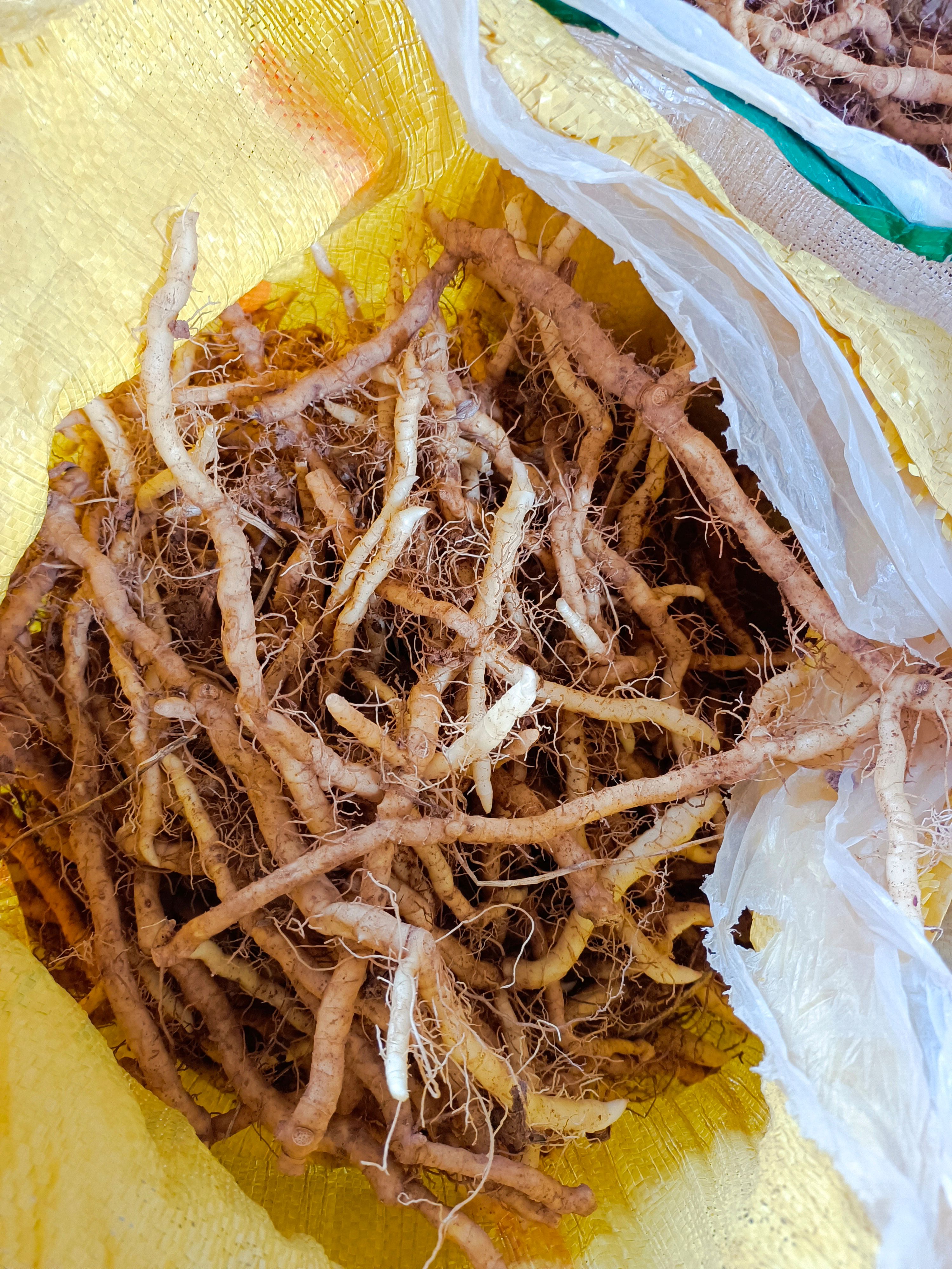 高山玉竹种苗，芽头