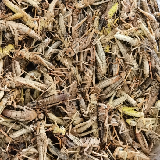 沧州东亚飞蝗  去翅蚂蚱，飞蝗，去翅膀