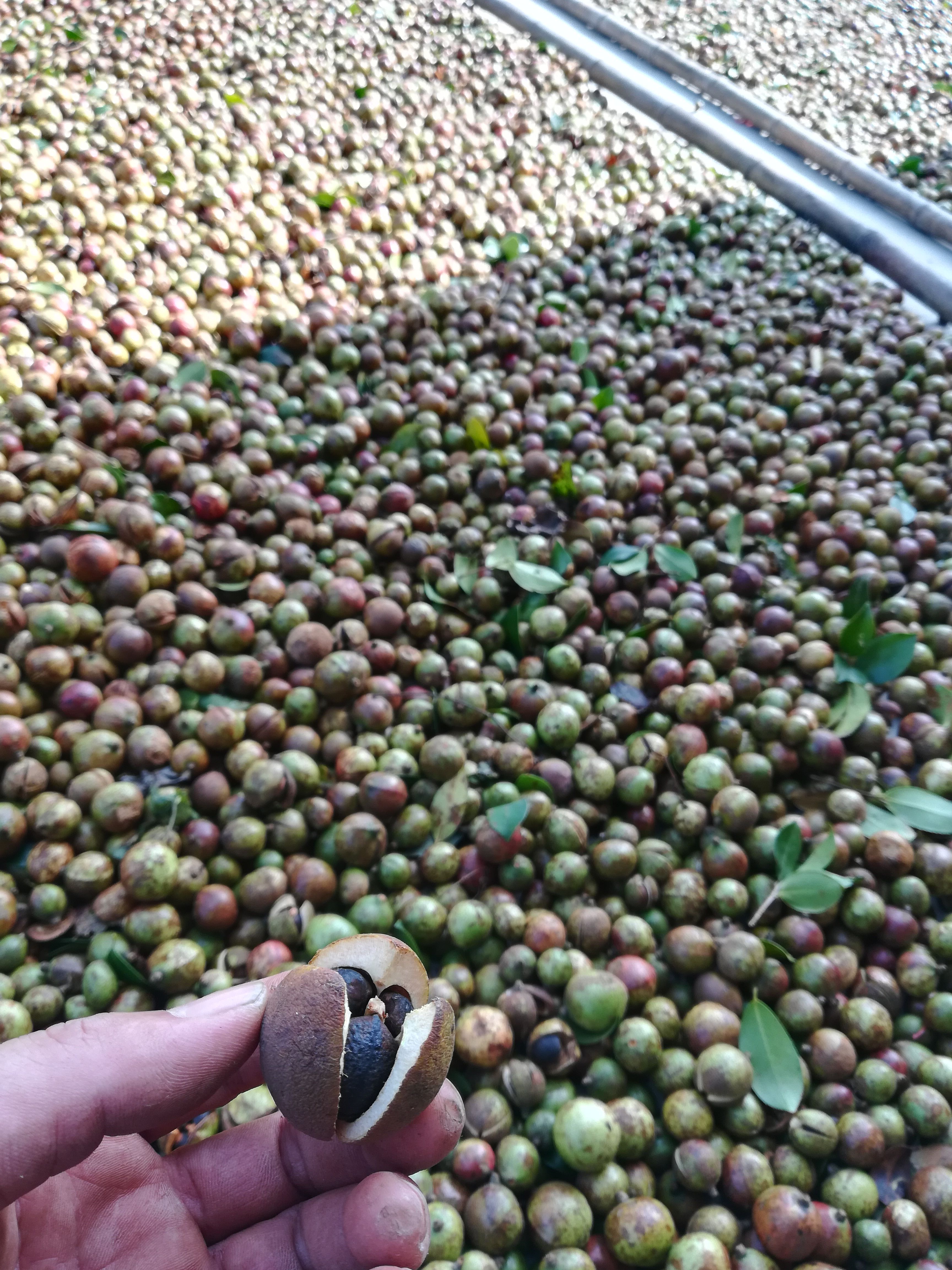 油茶果、高山野茶籽、小茶籽、2025新出的新鲜茶果。