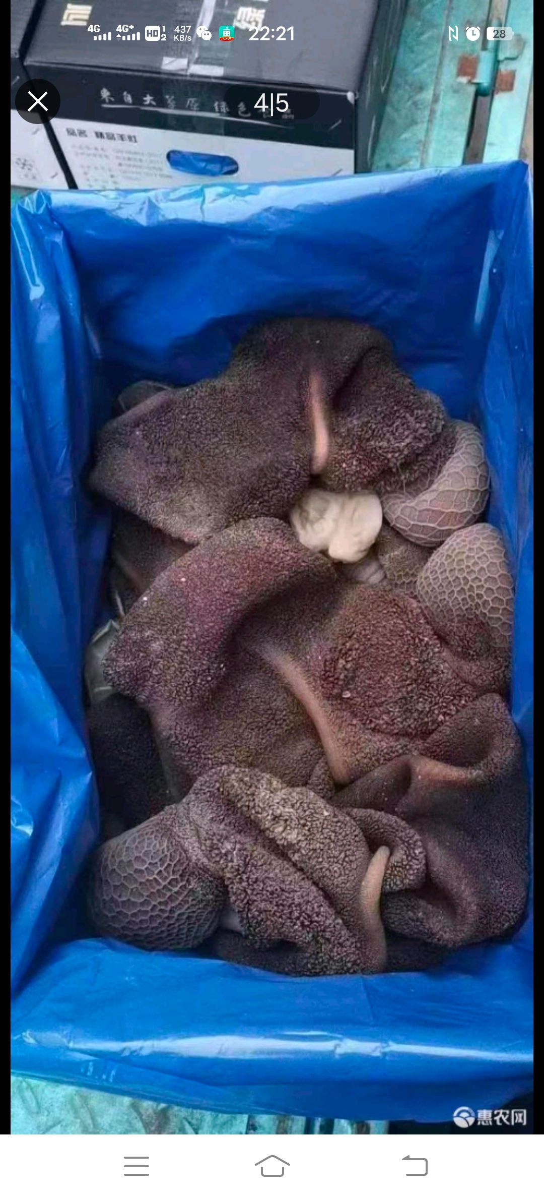 精品新鲜五香全熟羊肚，厂家批发，羊汤馆，火锅店佳品