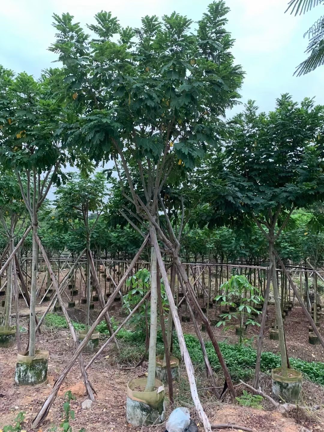 自家基地 黄花槐 4-8公分（大量低价出售）