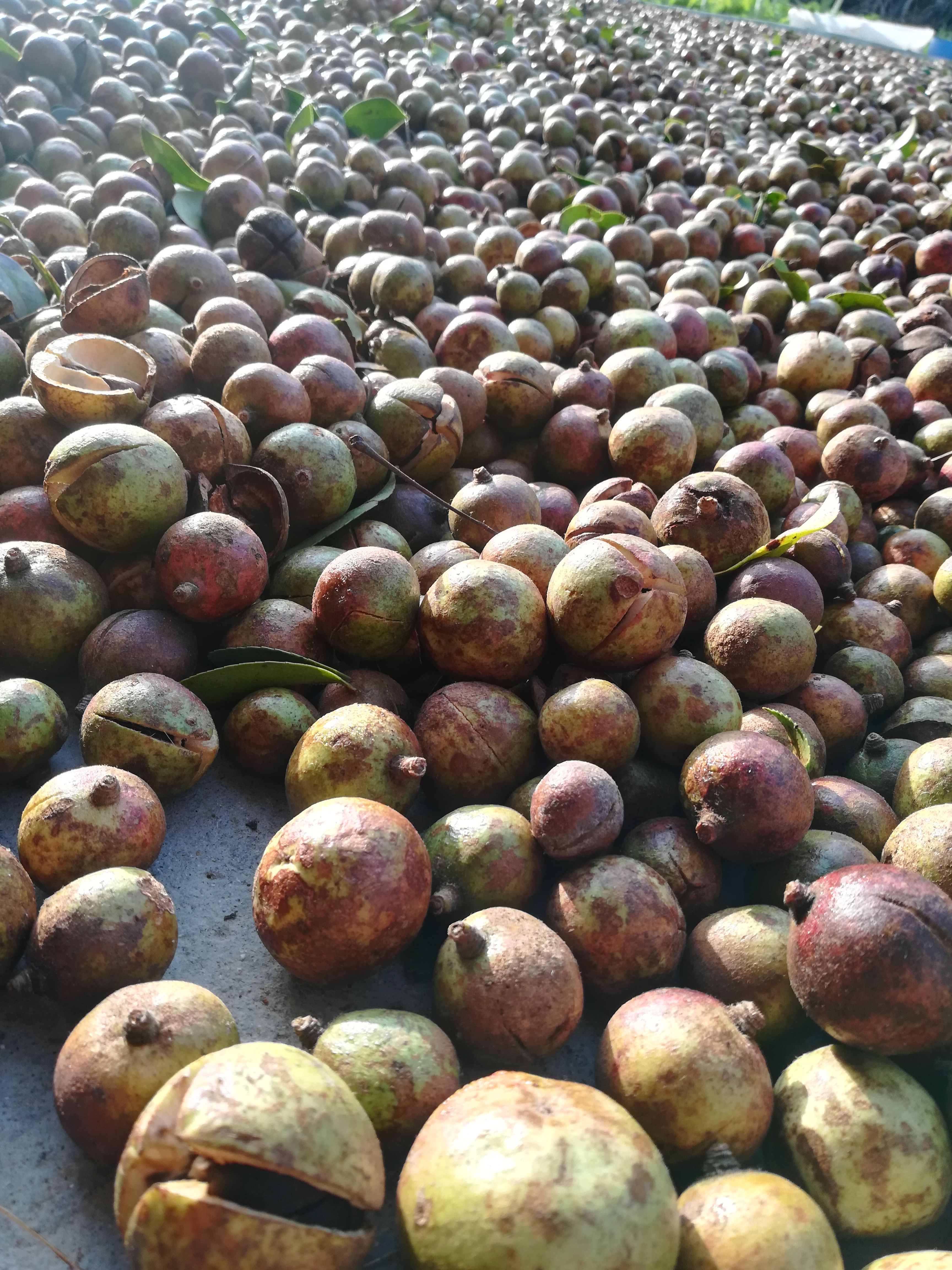油茶果、高山野茶籽、小茶籽、2025新出的新鲜茶果。