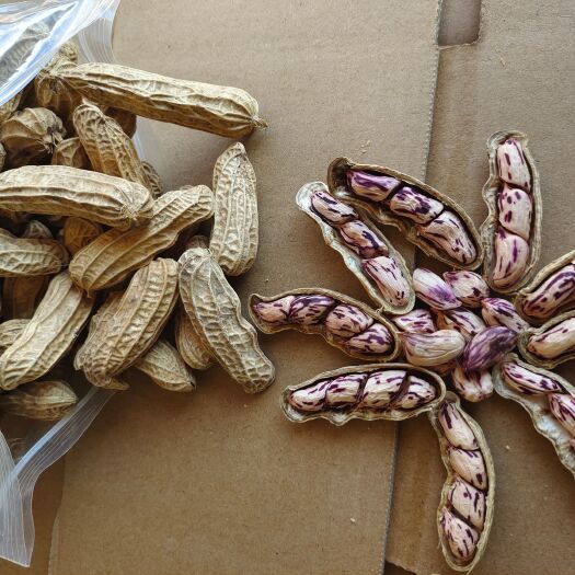 弥渡县云南七彩花生米水果花生新货批发零售一件代发包邮包邮可正常发货