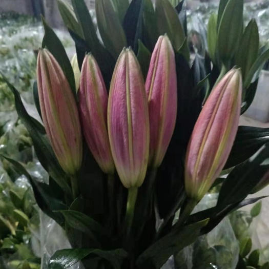 东海县各种百合花