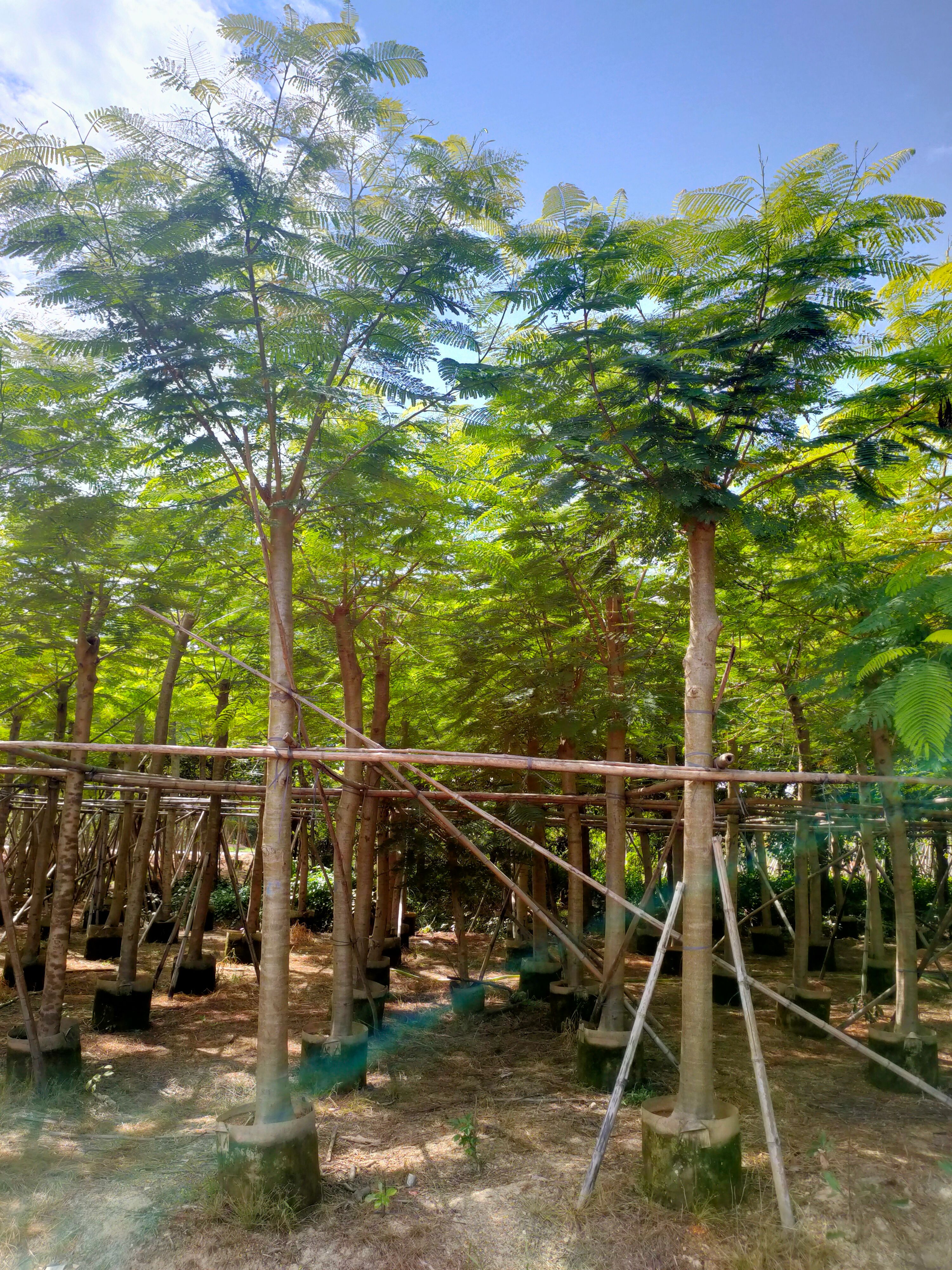 截杆凤凰木 12-15-18公分（大量供应）