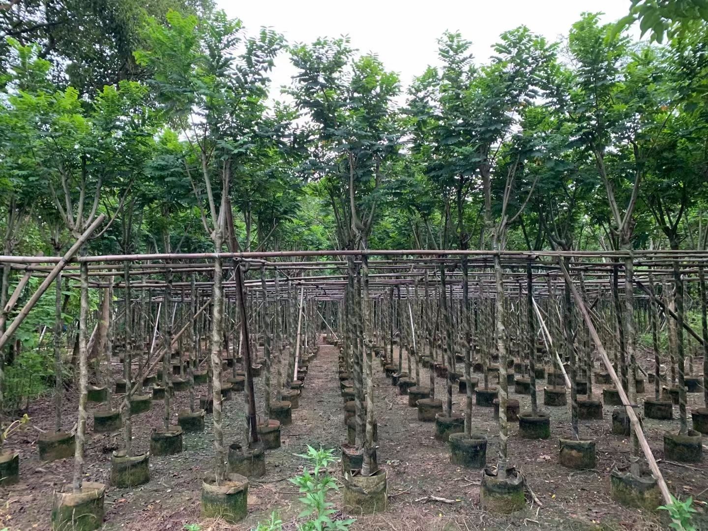 自家基地 黄花槐 4-8公分（大量低价出售）