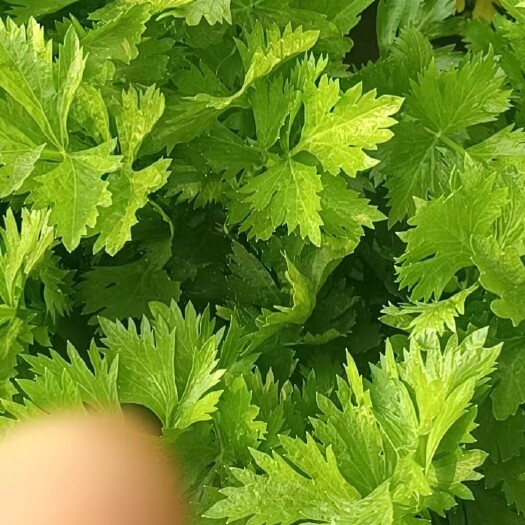 邯郸芹菜