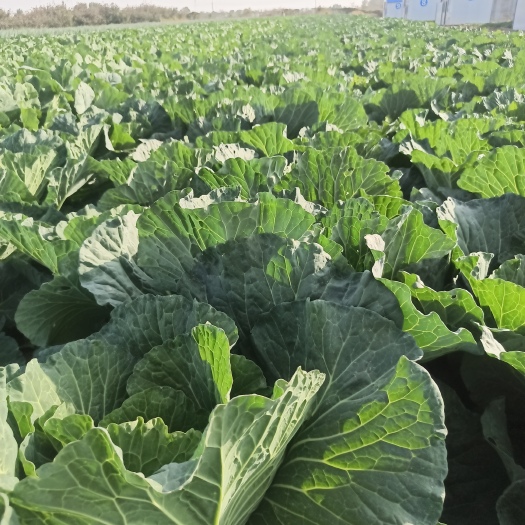 临朐县甘蓝菜